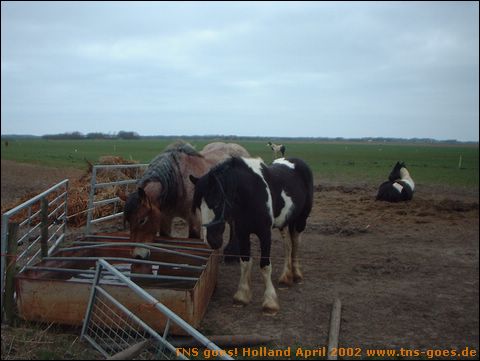 holland-04-047.jpg