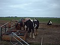 holland-04-047.jpg