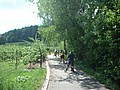 bodensee-04-034.jpg