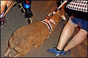 SR_DSC02760.JPG